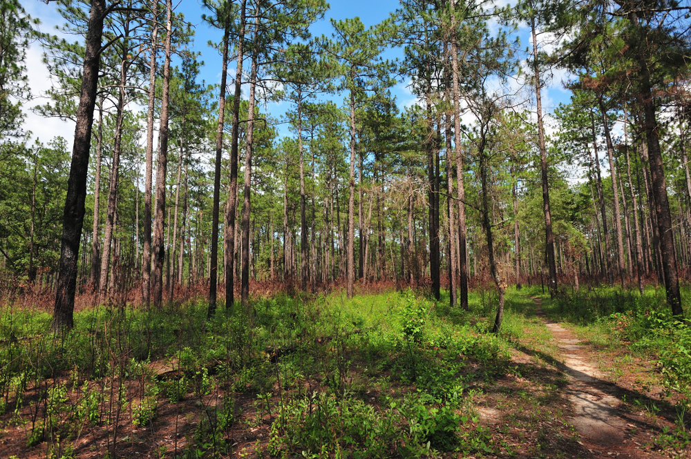 Photo of Bartram Trails in Alabama, one of the best places for camping in the south.