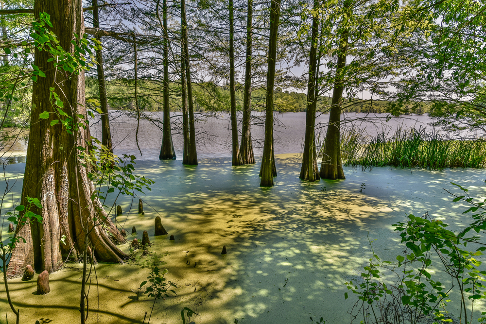 Photo of the marshland in Chicot State Park in Louisiana, one of the best places for camping in the south.