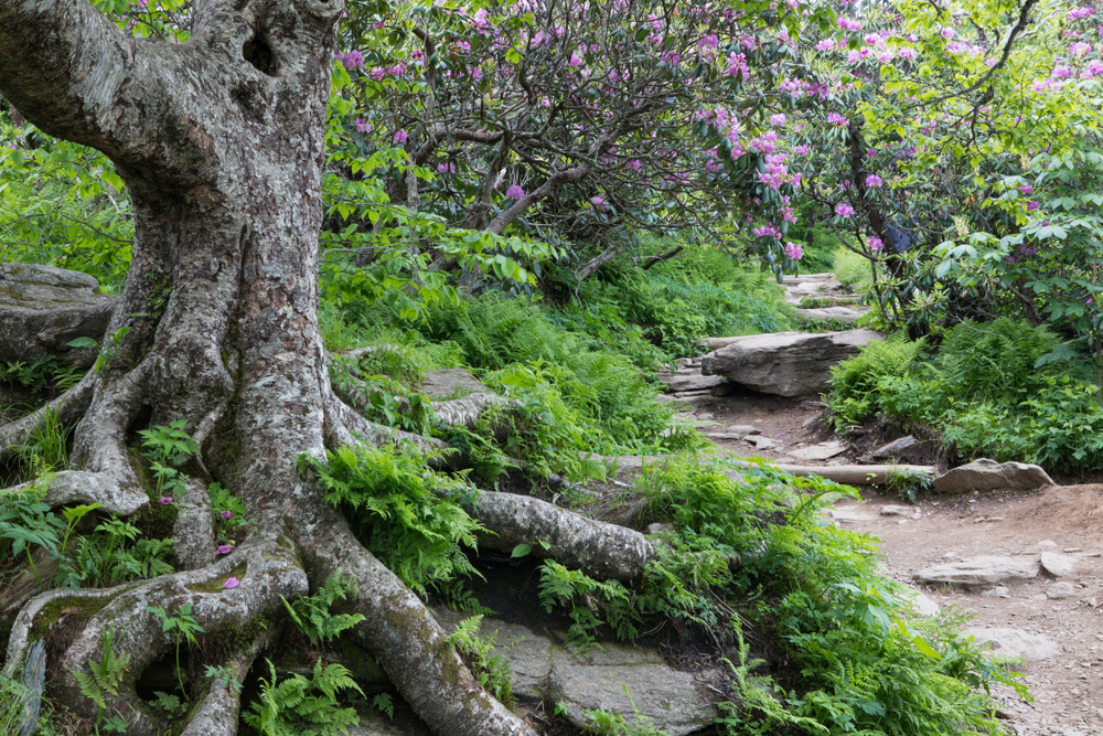 A photo of a rocky trail surrounded by rhododendrons in bloom on the Craggy Gardens Trail, one of the best Blue Ridge Parkway hikes.