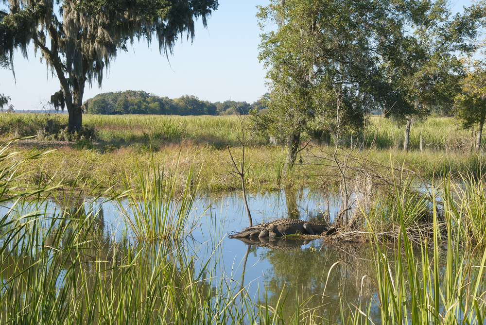 Photo of an alligator resting next to the marsh at the Savannah Wildlife Refuge, one of the best day trips from Savannah.
