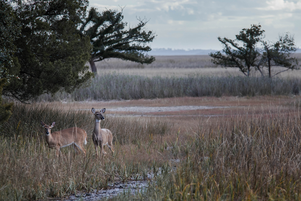 Photo of deer walking through the marsh at Skidaway Island, one of the best day trips from Savannah!