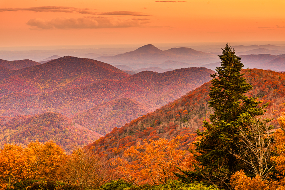 Photo looking from the summit of Brasstown Bald over a sea of mountain ridges all covered in bright reds, oranges, and yellows of Georgia's fall foliage. A tall evergreen stands towering over the closest trees offering a contrast of colors. 