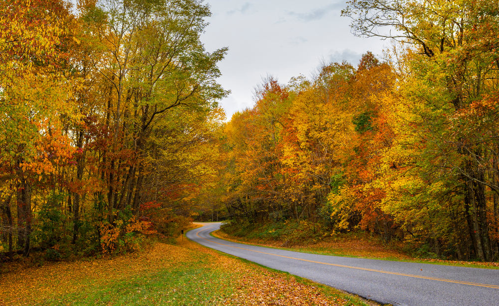 A photo of a North Carolina road passing through a forested area on the Blue Ridge Parkway in the fall.