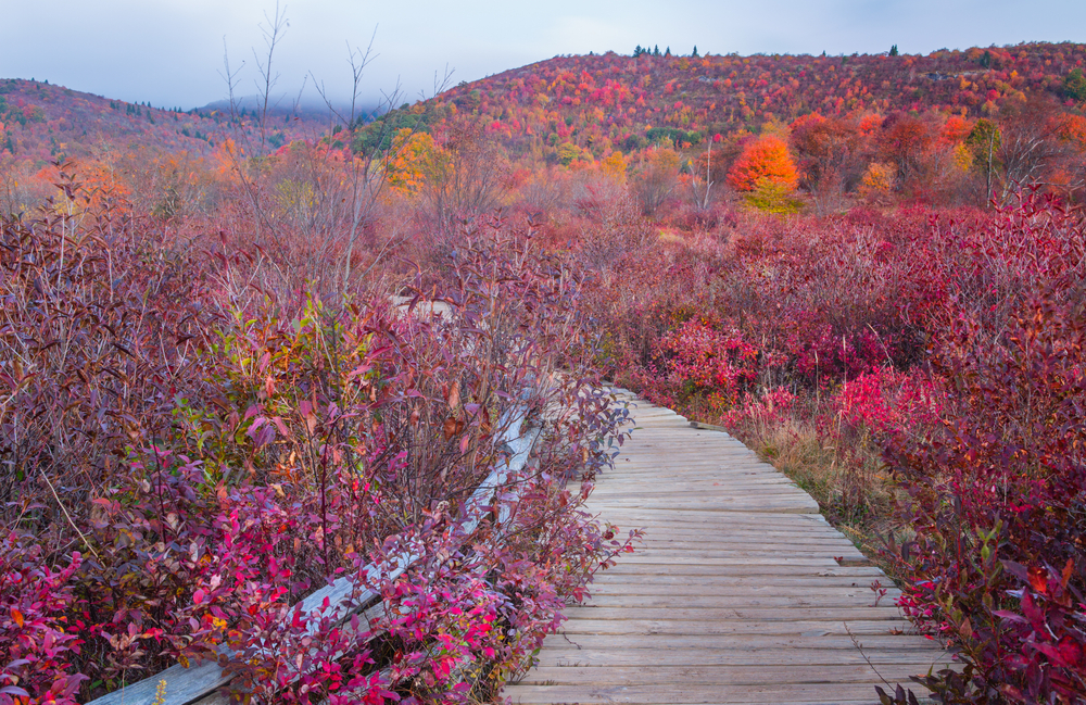 A photo of wildflowers and trees in autumn on the Graveyard Fields Hike, one of the best Blue Ridge Parkway hikes. 