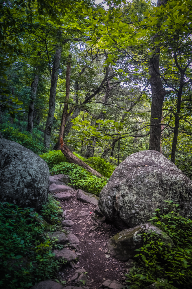 A photo of a forested and rocky path on Sharp Top Trail.