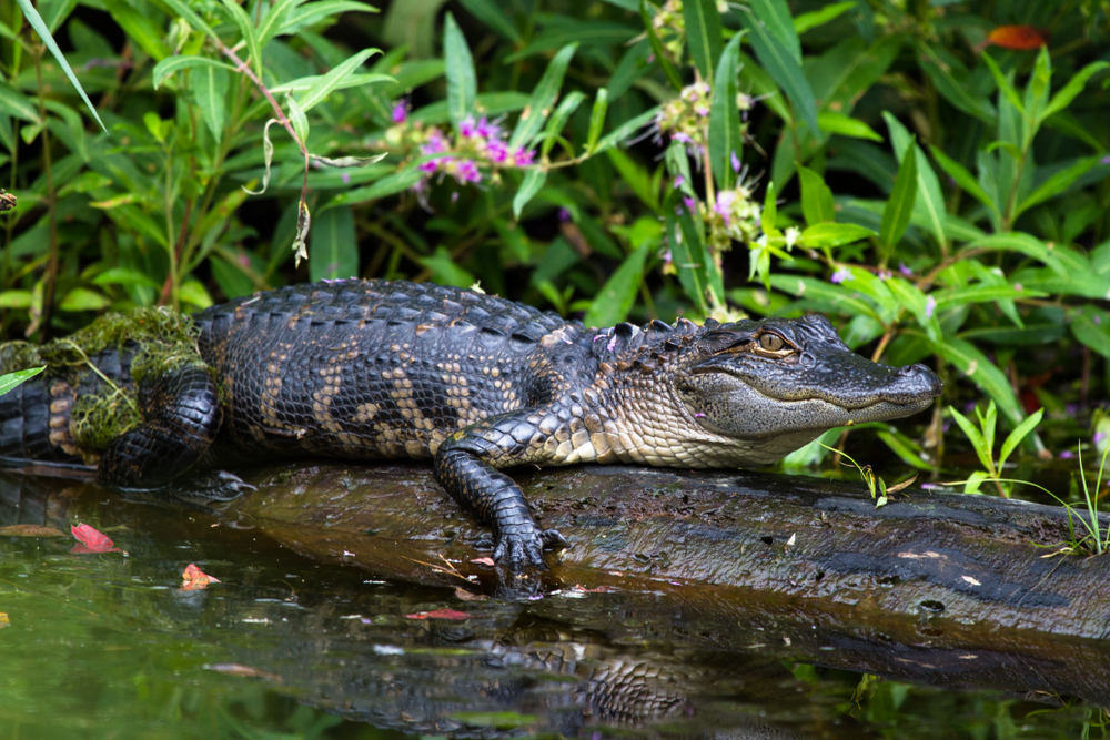 Photo of an alligator.