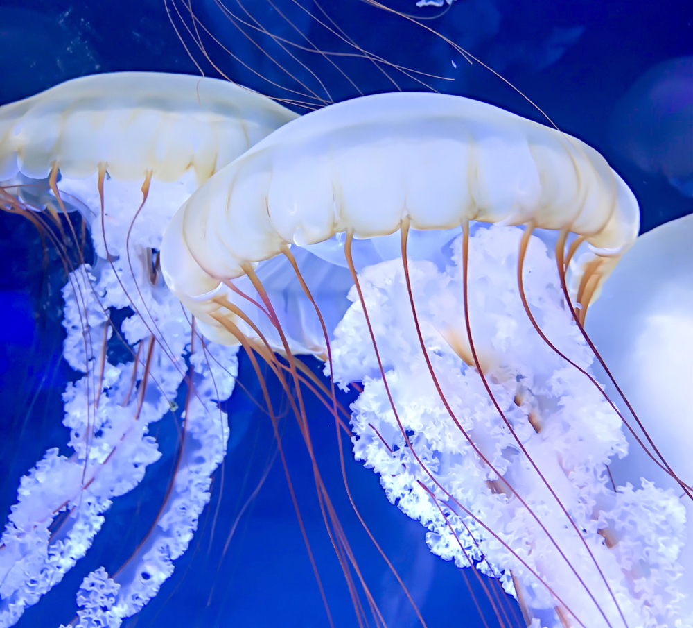 Photo of jelly fish at the North Carolina Aquarium.