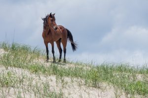 16 Best Things to Do in the Outer Banks Everyone Will Love - Southern ...