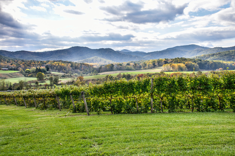 Visiting vineyards is a fun thing to do on a weekend trip in Virginia.