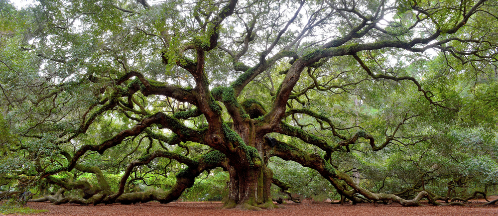 The famous Angel Tree, a massive 400 year old Oak Tree in Charleston South Carolina. It has large branches that are reaching out and laying on the ground, covered in leaves.