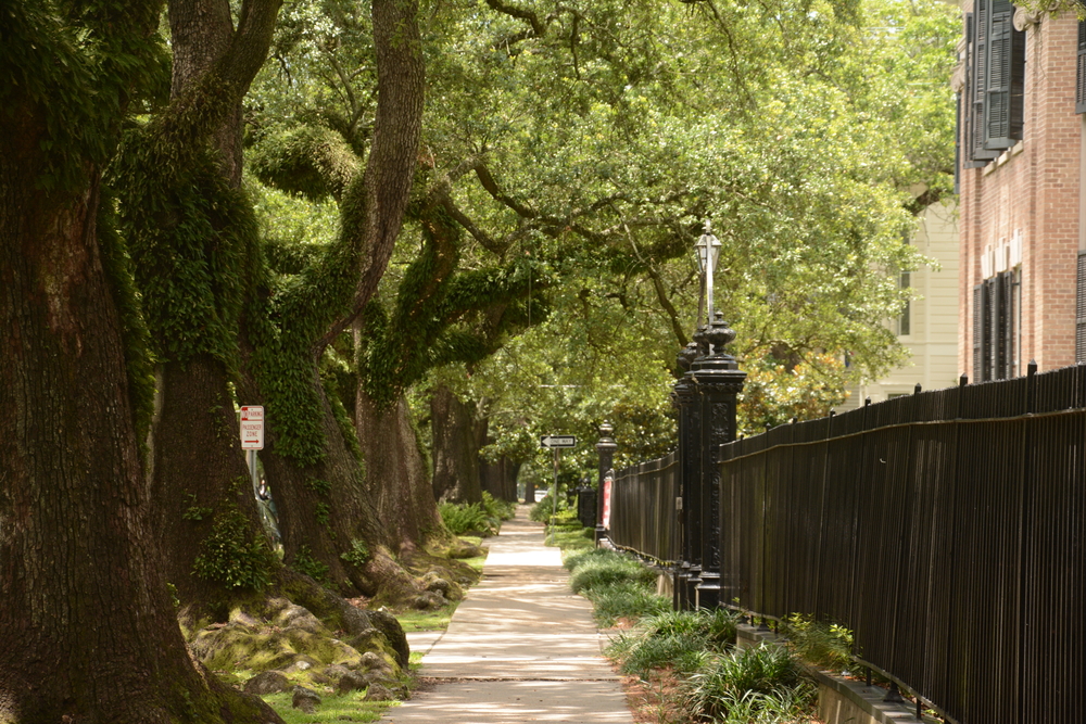 A sidewalk shaded by many oak trees in New Orleans