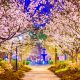 Cherry Blossoms cover a pathway in Macon, GA.