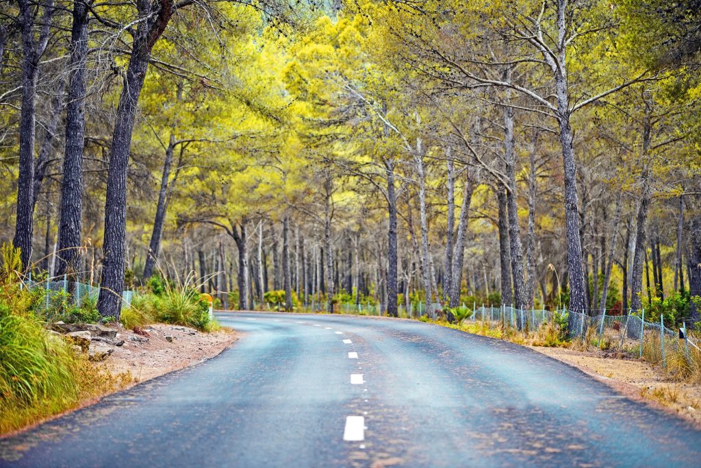 A road winds through trees in Georgia.