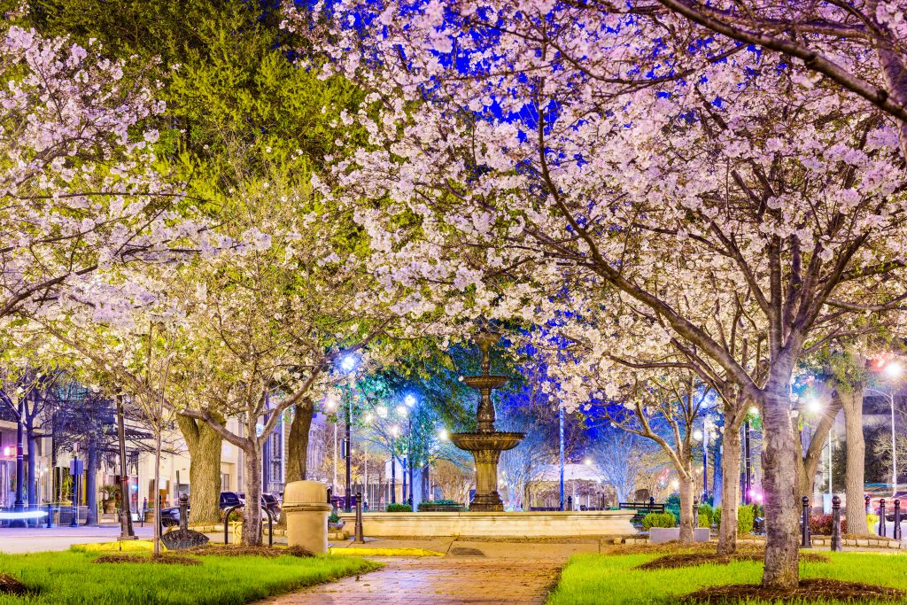 A pathway in Macon, one of the best day trips from Atlanta, is covered by blossoming Cherry Blossoms. 