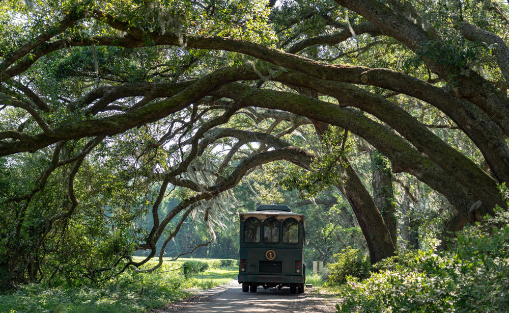 Trolley going down a road under long oak branches at the Charleston Tea Plantation.