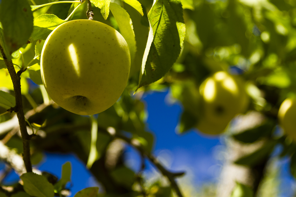 A photo of a crisp green apple growing on an apple tree.