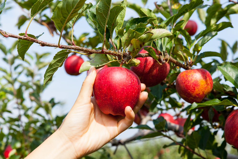 A picture of a hand picking a red apple off of an apple tree.