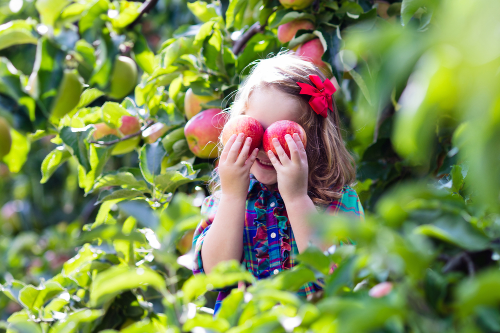 A photo of a young child playfully holding two red apples to their eyes and smiling with apple trees behind them.