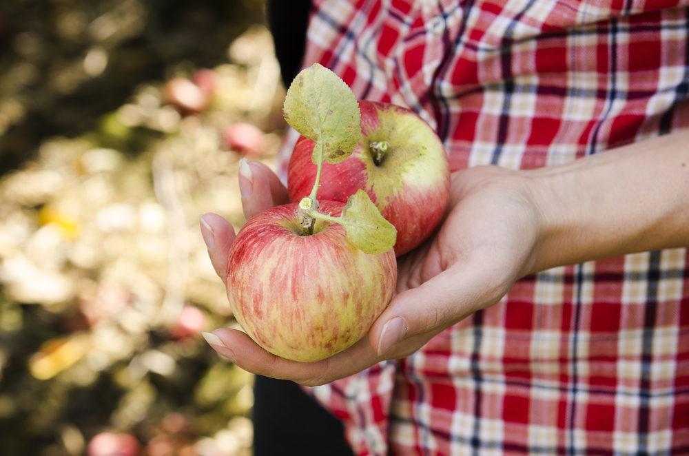 A photo of a person wearing a red plaid shirt holding two red and yellow apples.