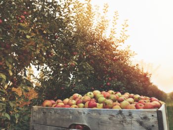 A photo of a wooden crate full of green and red apples in front a row of apple trees at sunset.