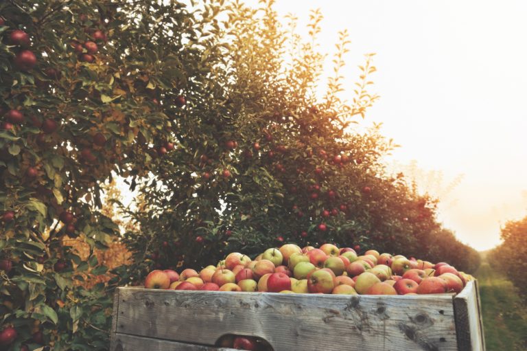 12 Best Orchards To Go Apple Picking In Virginia Southern Trippers
