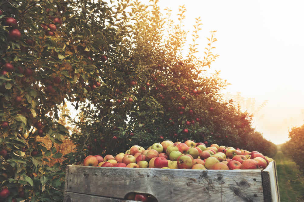 A photo of a wooden crate full of green and red apples in front a row of apple trees at sunset.