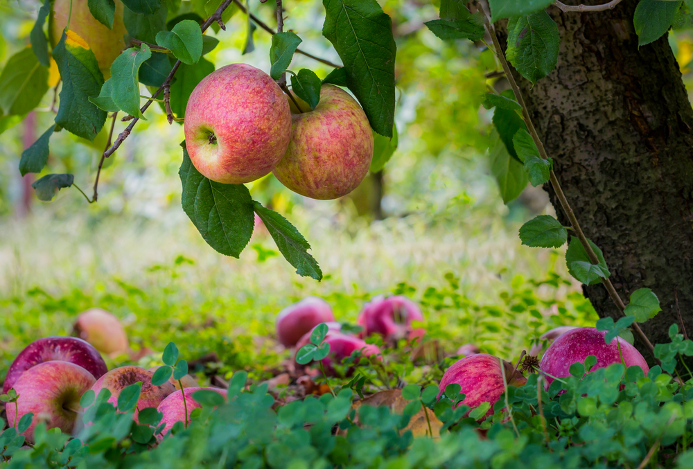 A picture of  2 pink hued apples hanging over the apples that have fallen on the ground. 