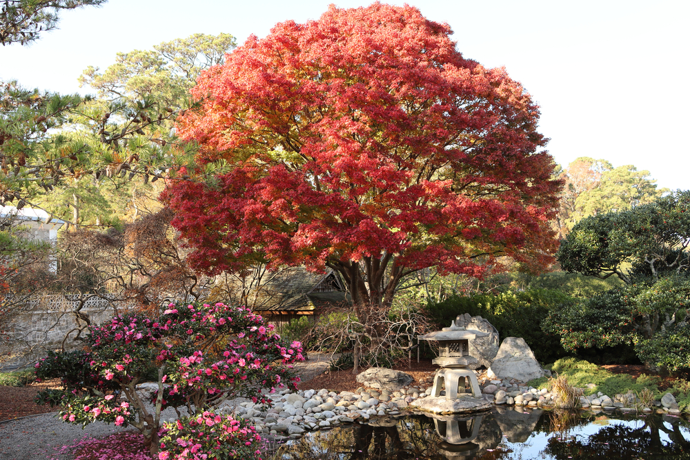 The Japanese Garden in Norfolk Botanical Gardens.