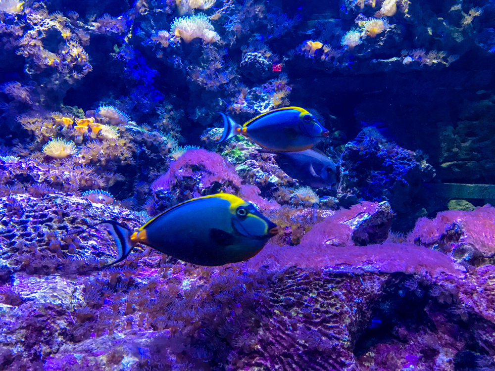 Blue and yellow fish swimming in the Virginia Aquarium.