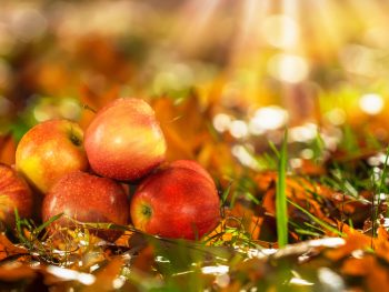 A photo of 5 red apples stacked on the ground surrounded by fall leaves.