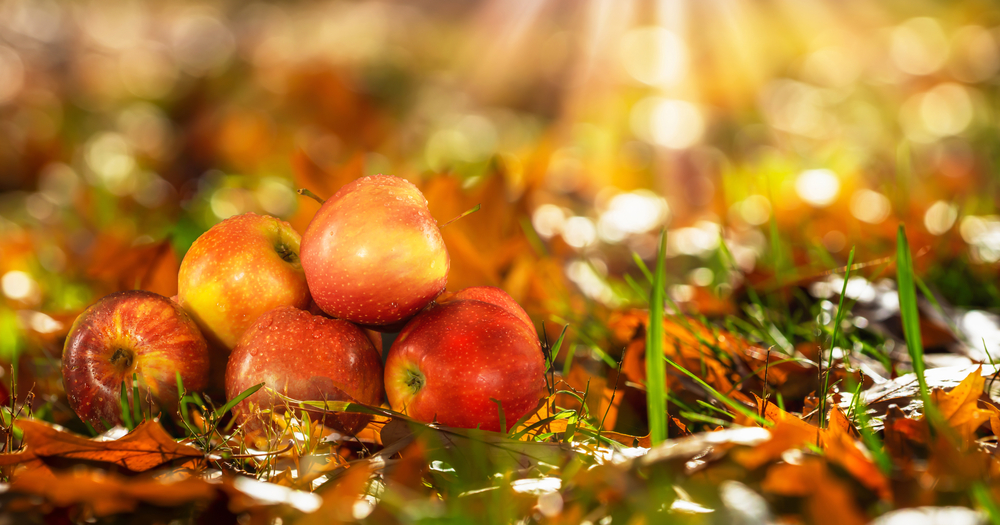 A photo of 5 red apples stacked on the ground surrounded by fall leaves.