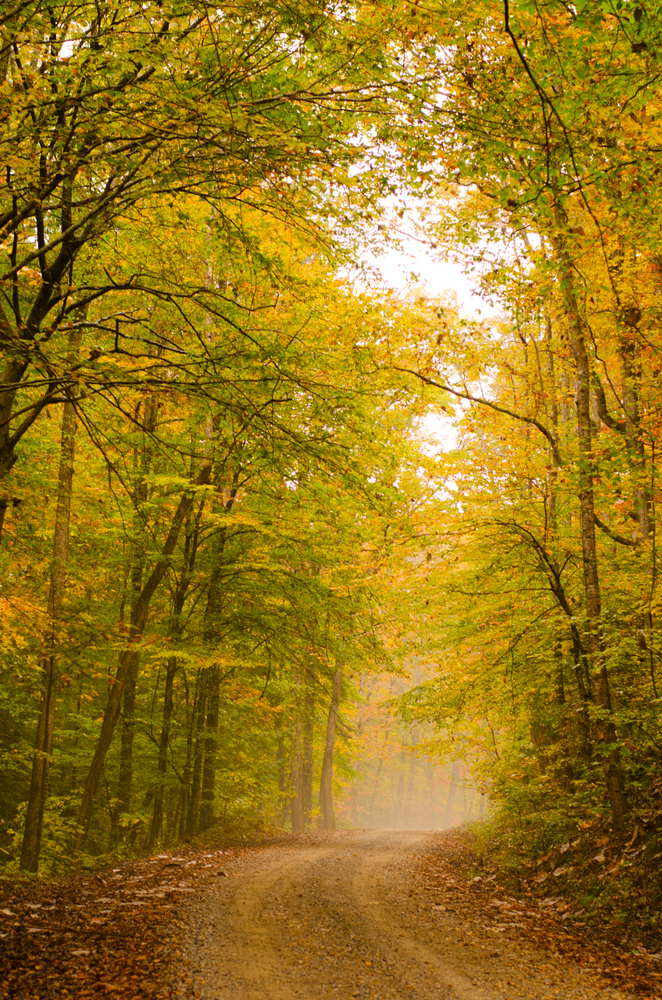 A rural road is lined with trees of bright yellows and greens during fall in Alabama. 