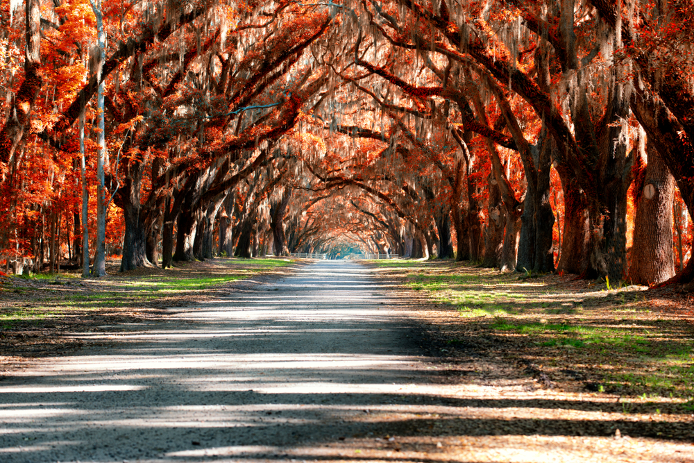 Photo of the oak tree tunnel, covered in red and orange leaves at Boone Hall Plantation, one of the best places to go for fall in South Carolina!