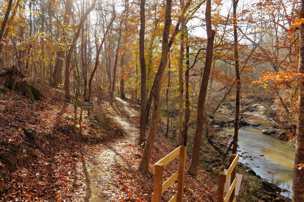 Photo of a woodland trail next to a river surrounded by tall fall-colored trees in Fort Mill, South Carolina.