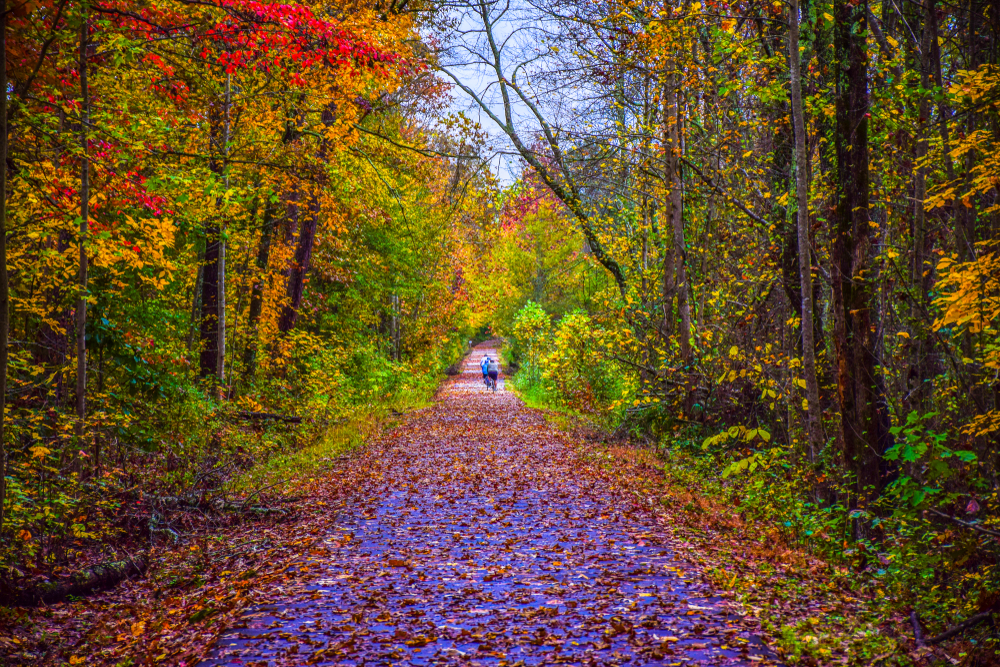 trail covered in leaves and lined with fall foliage-colored trees with two people biking in the distance in Greenville, South Carolina.