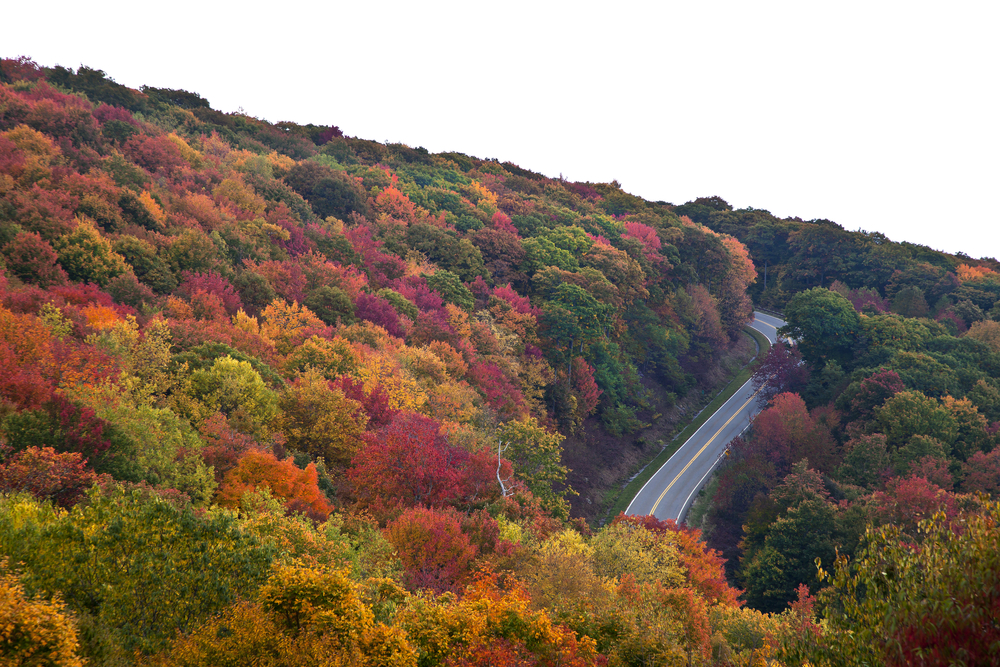 Photo of a aerial view of the Cherahola Skyway, with colorful trees on each side of the road. 