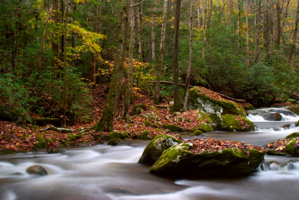 Photo of a river along the Roaring Fork Motor Trail, one of the best places to see fall foliage in Tennessee. 