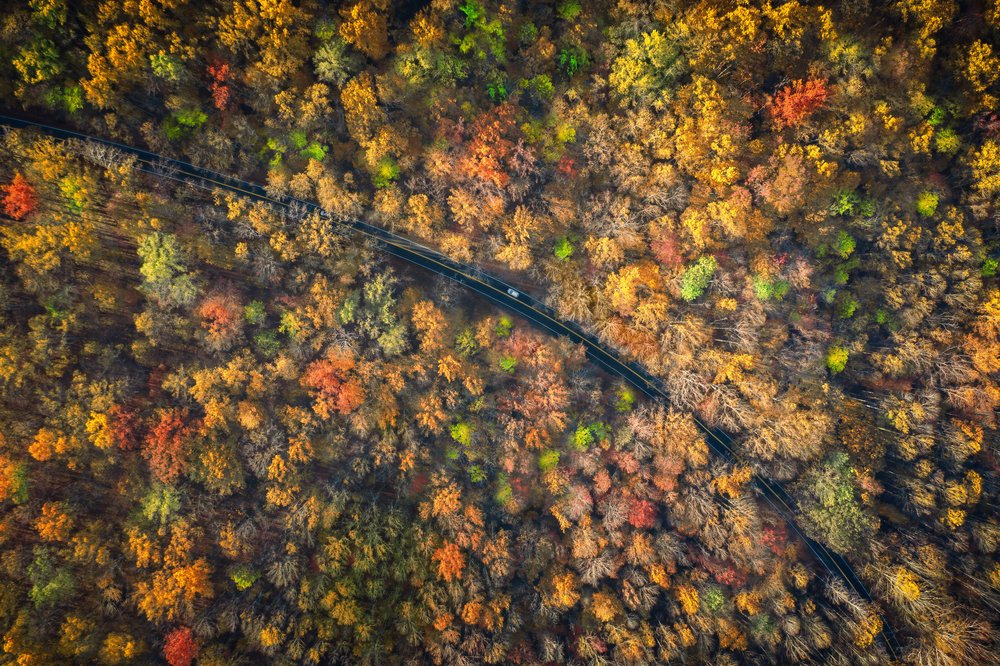 Photo of an aerial view of Newfound Gap Road in the Smoky Mountains, one of the best places to spend fall in Tennessee.