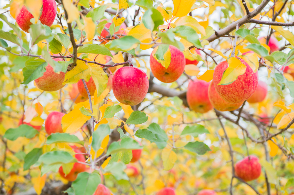 A photo of red and yellow apples hanging from the branches of a tree with autumn colored leaves.