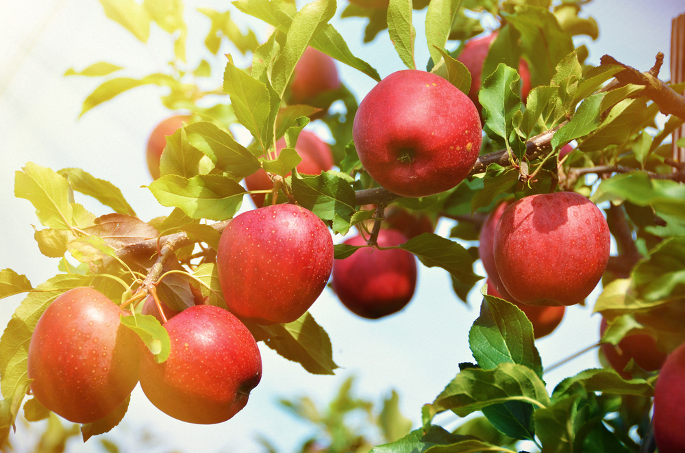 A picture of a hanging limb of red apples surrounded by green leaves.