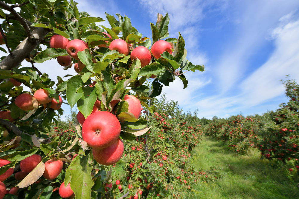 A picture of rows of red apples growing in an apple orchard on a sunny day.