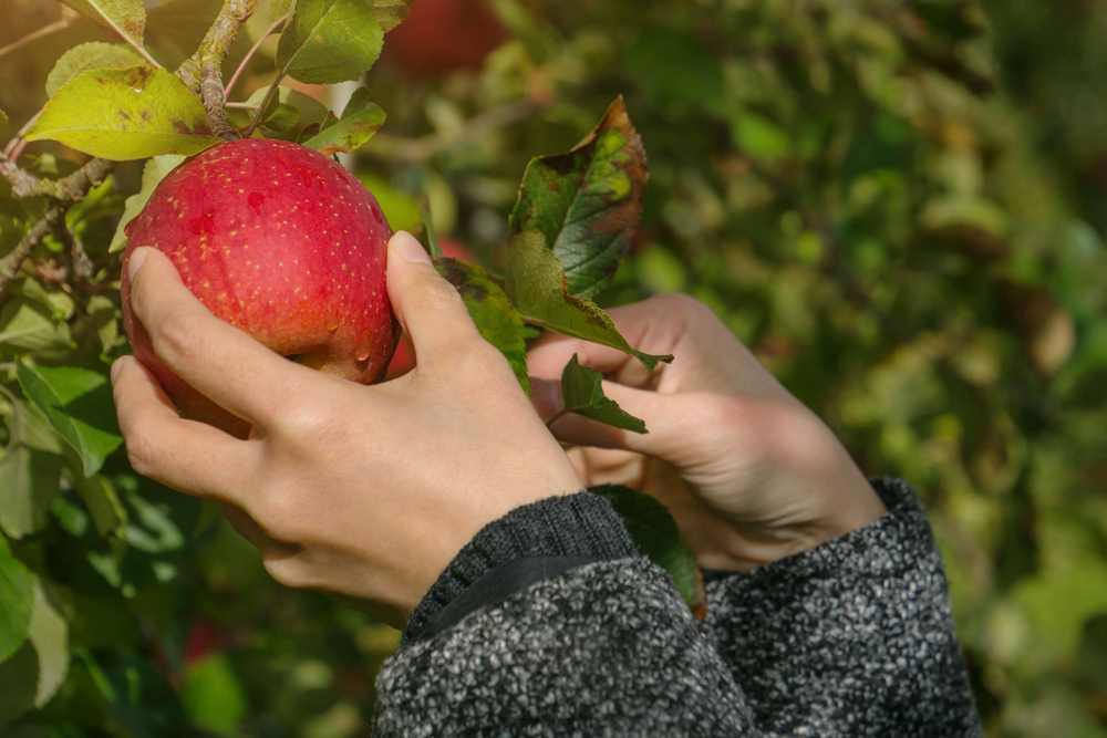 A picture of two hand picking a red apple on a tree in an orchard.