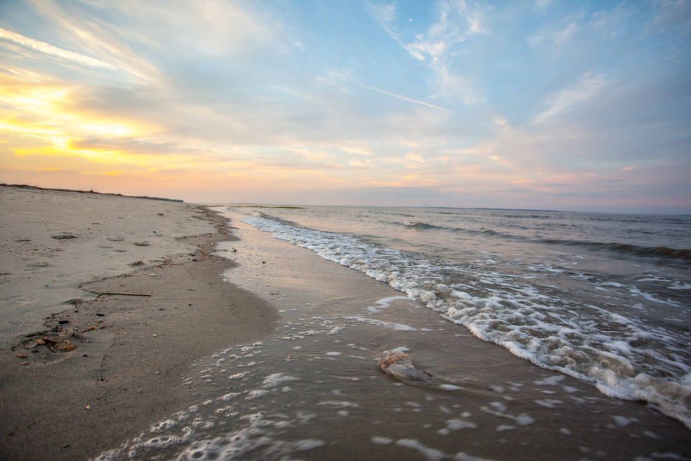 beach with a jelly fish on edge of water