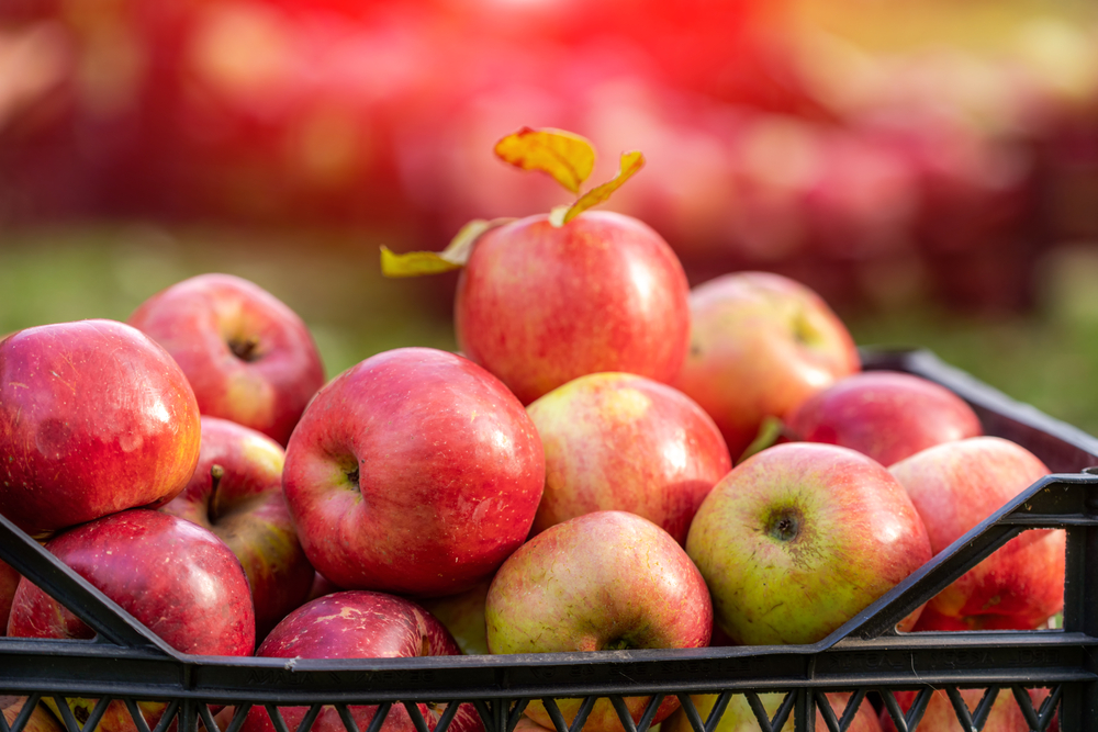 There are so many apple varieties at apple farms in NC.