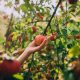 Apple picking in North Carolina is the perfect fall activity