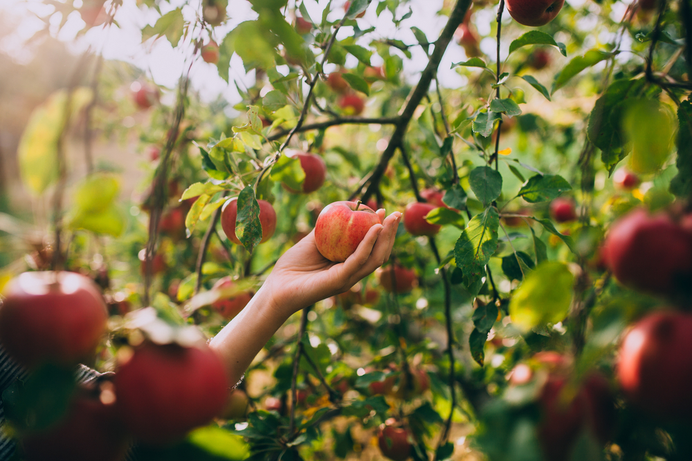 Apple picking in North Carolina is the perfect fall activity