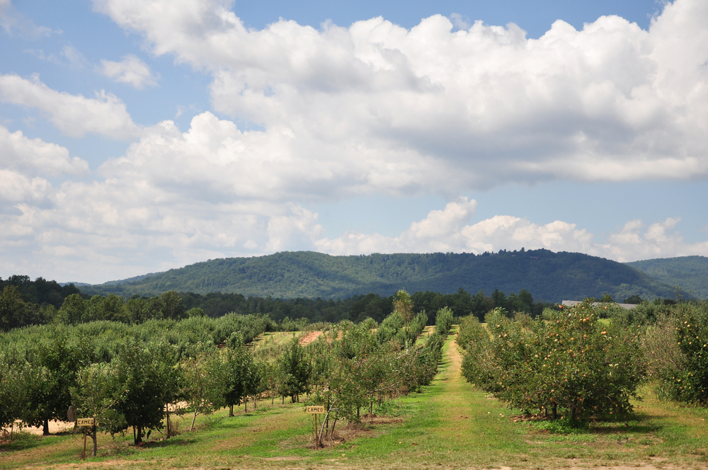 Scenic views at one of the best apple orchards in North Carolina.