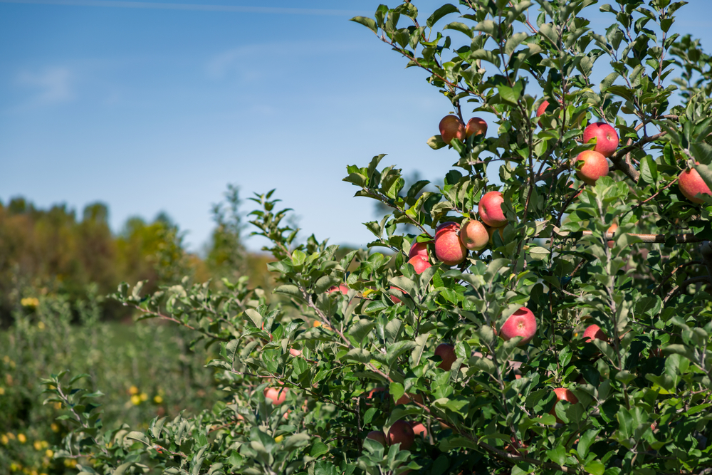 Apple picking in North Carolina is a classic fall activity.