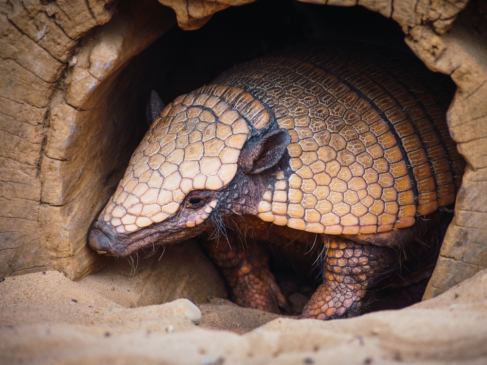 armadillo in a log.