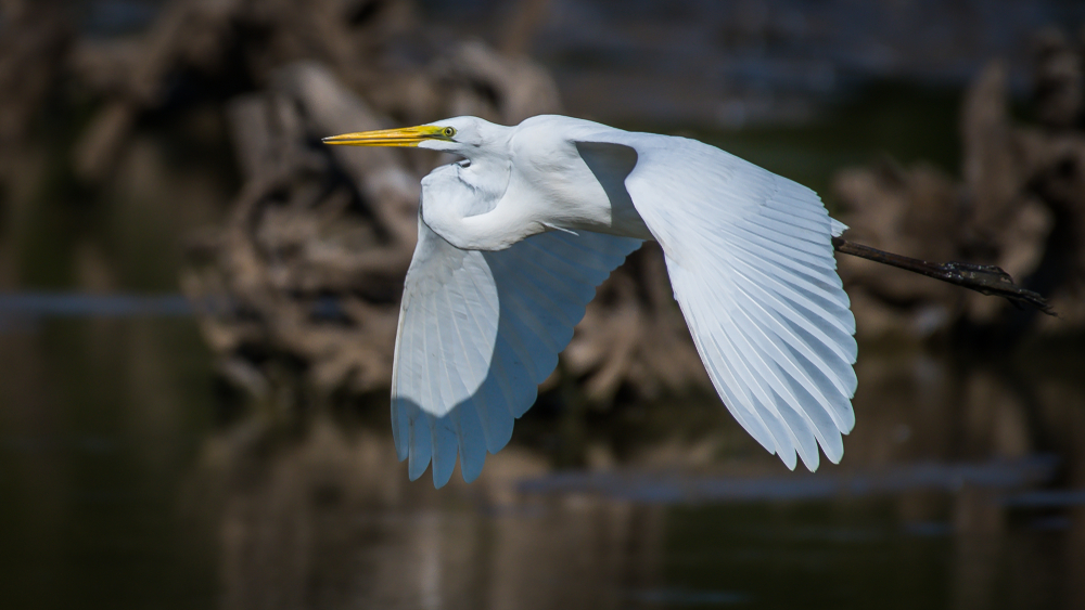 Virginia is a great place to go birding.